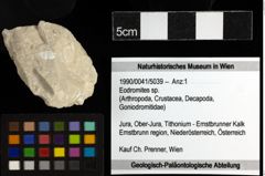 Foto (Objekt + Etiketten) von Eodromites sp. 